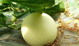 在哪可以免费吃瓜,畅享夏日清凉新体验