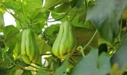 佛手瓜怀孕可以吃吗