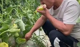 一边卖瓜一边吃瓜