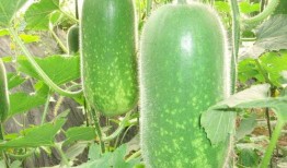 青姐吃瓜,揭秘娱乐圈那些不为人知的幕后故事