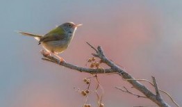 吃瓜小莺,揭秘娱乐圈那些不为人知的幕后故事