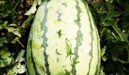 吕四最近吃瓜视频,揭秘网络热传视频背后的故事