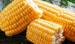 吃瓜吃玉米,畅享田园美味时光