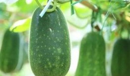 明明是吃瓜的人却不吃瓜