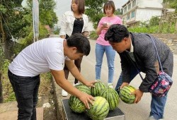 落羽吃瓜,揭秘娱乐圈幕后故事