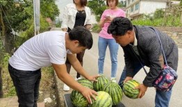 落羽吃瓜,揭秘娱乐圈幕后故事