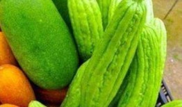 身体寒吃末瓜,末瓜养生之道