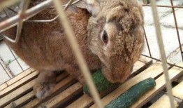 兔司机吃瓜,揭秘娱乐圈幕后故事