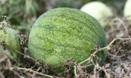 冷天吃瓜的心情,冰凉瓜果，尽享冷天吃瓜的惬意时光”