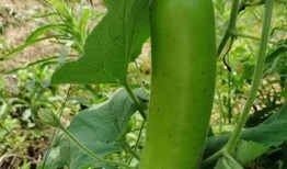 坐月子吃瓠子瓜好吗,坐月子期间食用瓠子瓜的适宜性与注意事项