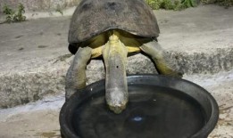 龟吃哈密瓜视频,哈密瓜大餐的甜蜜邂逅