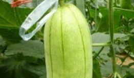 翠花吃脆瓜顺口溜,夏日清新顺口溜