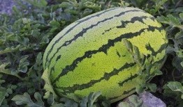 滨河路吃瓜,夏日街头美食盛宴