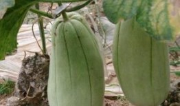 翠花吃脆瓜顺口溜,夏日清新顺口溜