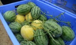 复旦吃瓜群,揭秘校园生活里的趣味瞬间