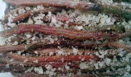 吃瓜的沙蚕,揭秘吃瓜沙蚕的神秘生活