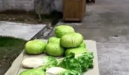 黄瓜吃瓜视频,揭秘黄瓜界的趣味生活