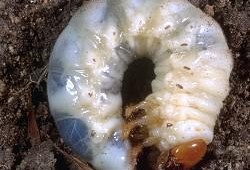 虫子吃瓜表情,揭秘昆虫世界中的趣味瞬间