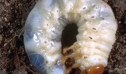 虫子吃瓜表情,揭秘昆虫世界中的趣味瞬间