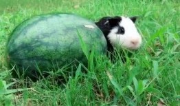 吃瓜变偷家,揭秘网络诈骗背后的惊人真相