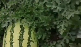 每天都是瓜吃,品味生活的甜蜜滋味