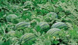 北方梦幻雨林吃瓜,揭秘神秘“吃瓜”文化之旅