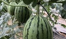 最会吃瓜的网红,网红吃瓜达人带你领略娱乐圈幕后风云