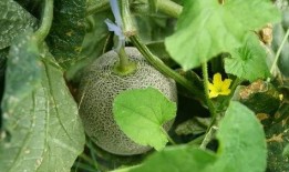 古怪楼梯带你吃瓜,带你穿越时空，品尝历史瓜果