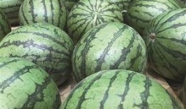 日照山外吃瓜,一场别开生面的吃瓜盛宴