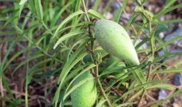 稷山特产瓢瓜怎么吃,解锁特色美食的多重吃法