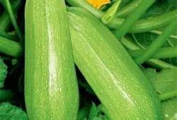 20210122吃瓜,揭秘网络热议事件背后的真相与瓜皮