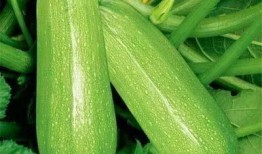 20210122吃瓜,揭秘网络热议事件背后的真相与瓜皮