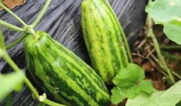 吃瓜中的瓜是什么意思,网络流行语的深层含义