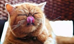 猫咪侧耳吃瓜,萌态十足！