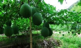 吊瓜娄怎么吃,解锁美味新体验