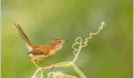 吃瓜小莺,揭秘娱乐圈那些不为人知的幕后故事