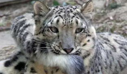 吃雪豹瓜减肥吗,神奇减肥瓜果，助你轻松瘦身