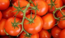 吃西红柿可以吃哈密瓜吗,同食相宜的奇妙组合