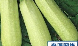 孕妇可用吃白瓜,白瓜助力健康孕育