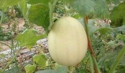 吃梨瓜嘴里长泡