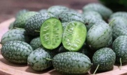 对吃瓜的看法,揭秘网络舆论场中的众生相