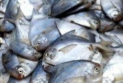 吕四最近吃瓜视频,揭秘网络热传视频背后的故事