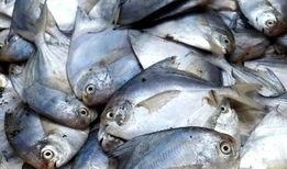 吕四最近吃瓜视频,揭秘网络热传视频背后的故事