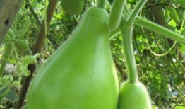 秋分之后吃瓠瓜怎么吃,瓠瓜美味新吃法，解锁健康营养新体验