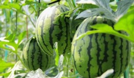 在哪可以免费吃瓜,畅享夏日清凉新体验