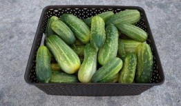 瓜妹天天吃瓜,揭秘娱乐圈那些事儿