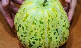 清甜吃瓜,夏日解暑新宠