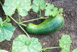 秋分之后吃瓠瓜怎么吃,瓠瓜美味新吃法，解锁健康营养新体验