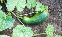 秋分之后吃瓠瓜怎么吃,瓠瓜美味新吃法，解锁健康营养新体验