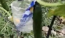 青州西城吃瓜事件视频,一场引发热议的网络视频风波